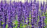 Annie Purple