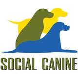 Social Canine